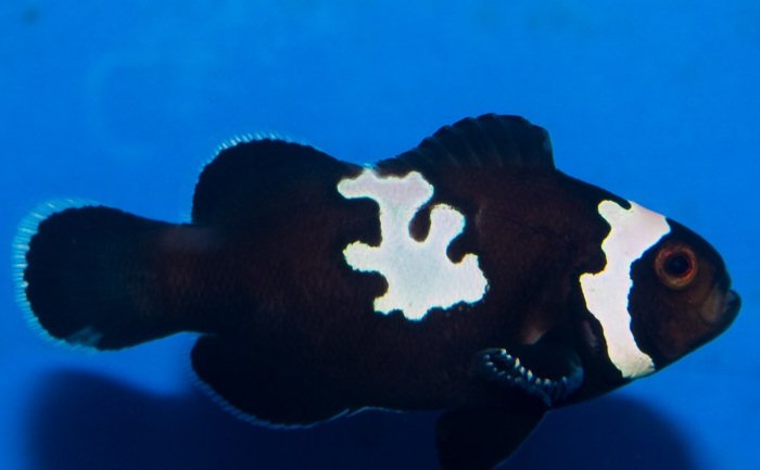 black-lightning-clownfish-4.jpg