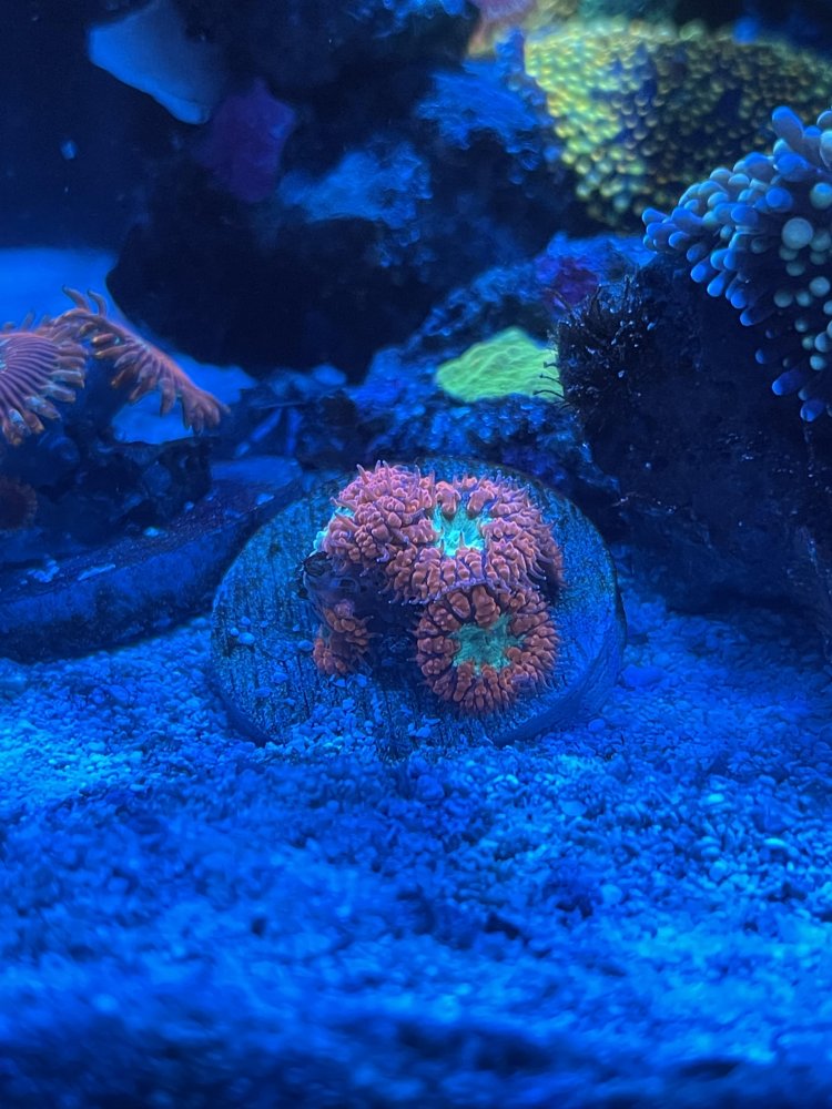 blasto frag.jpg