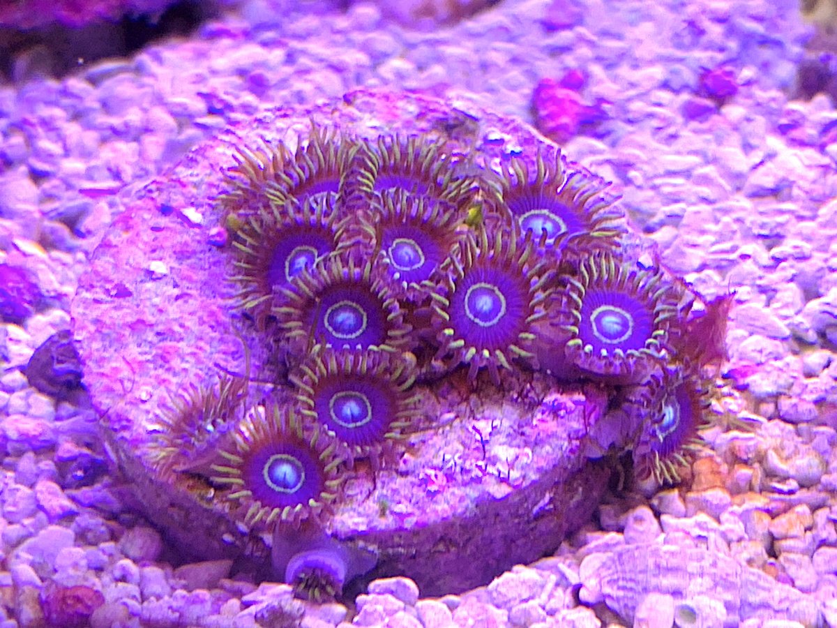 Blue Hornets.jpg