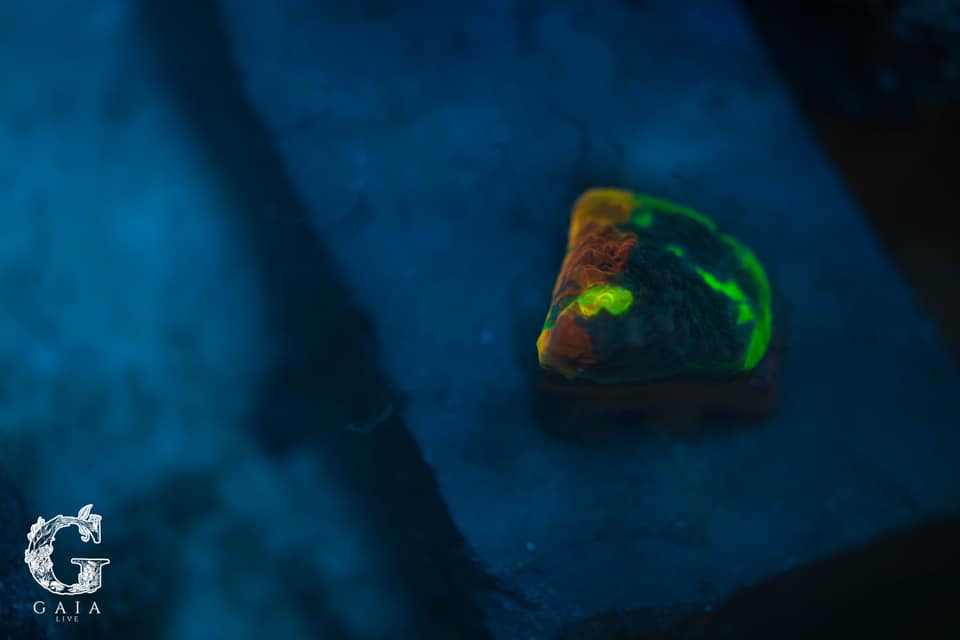 bluecursh orange.jpg