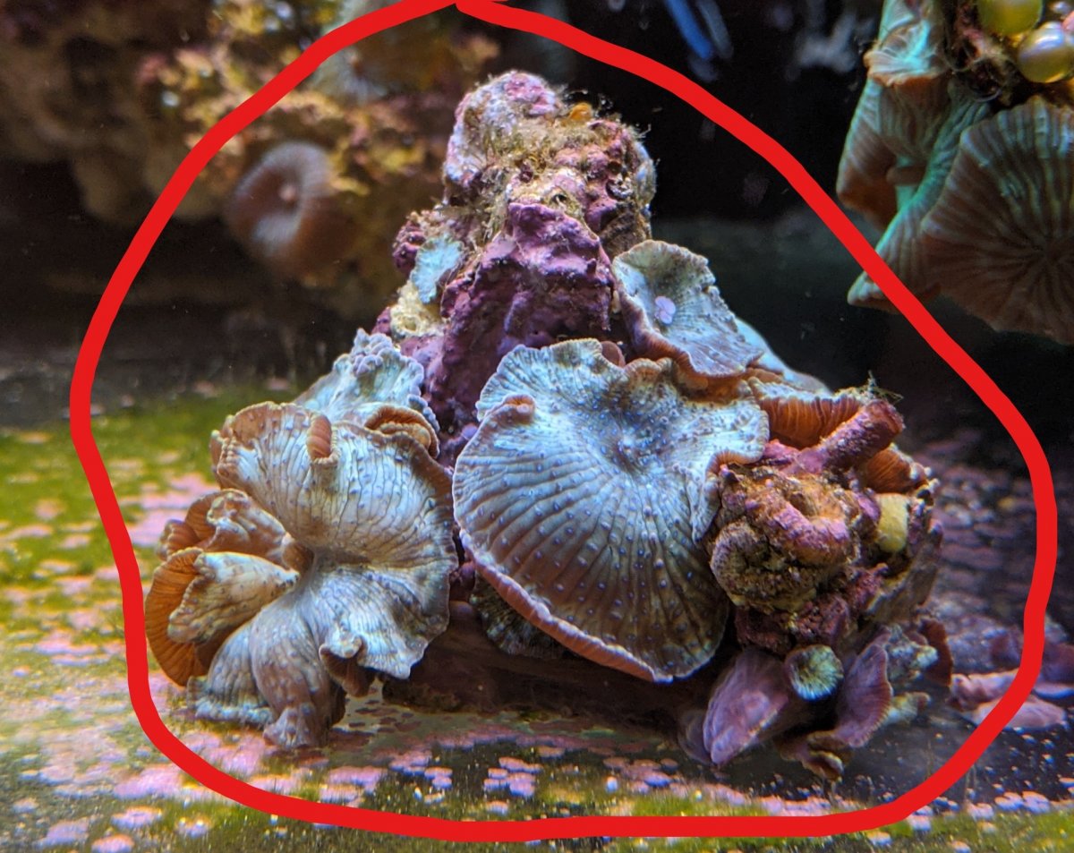 BlueMushrooms crop.jpg