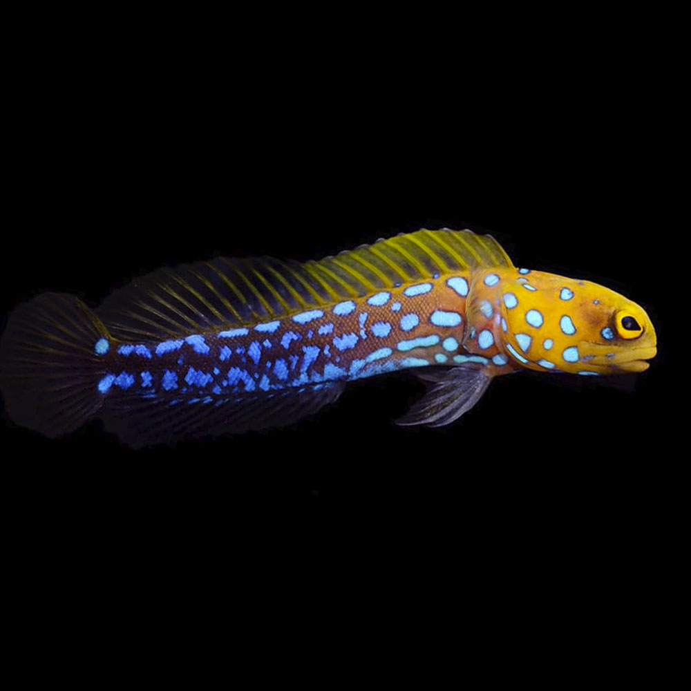 bluespotted2.jpg