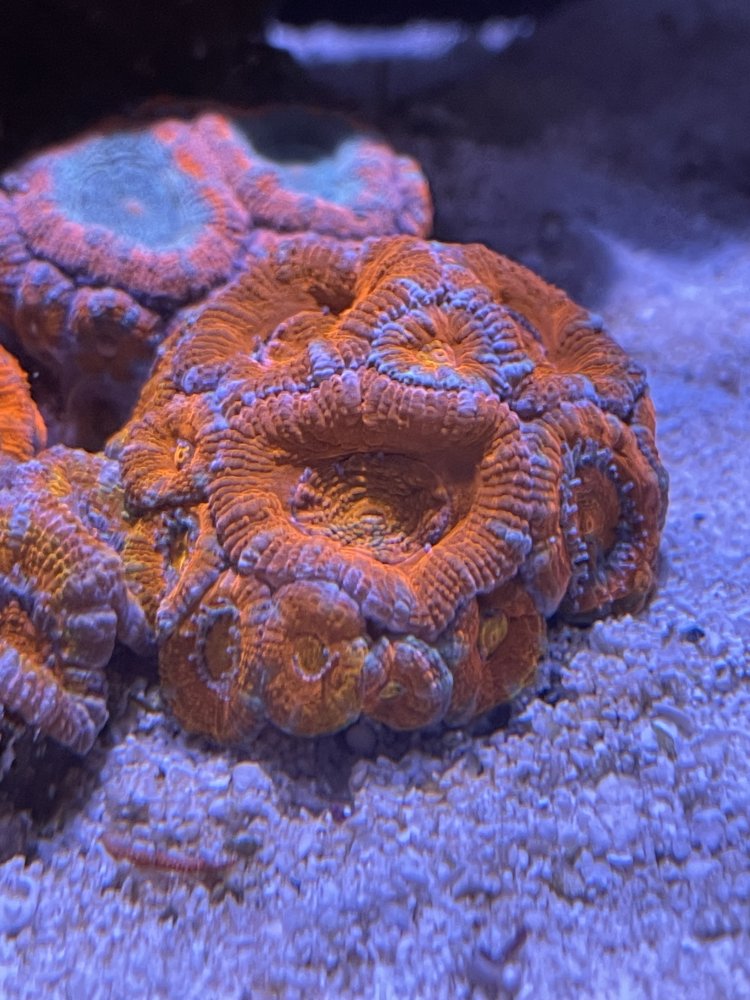 C1728C63-F148-4664-862A-D8524AFFCA7F.jpeg