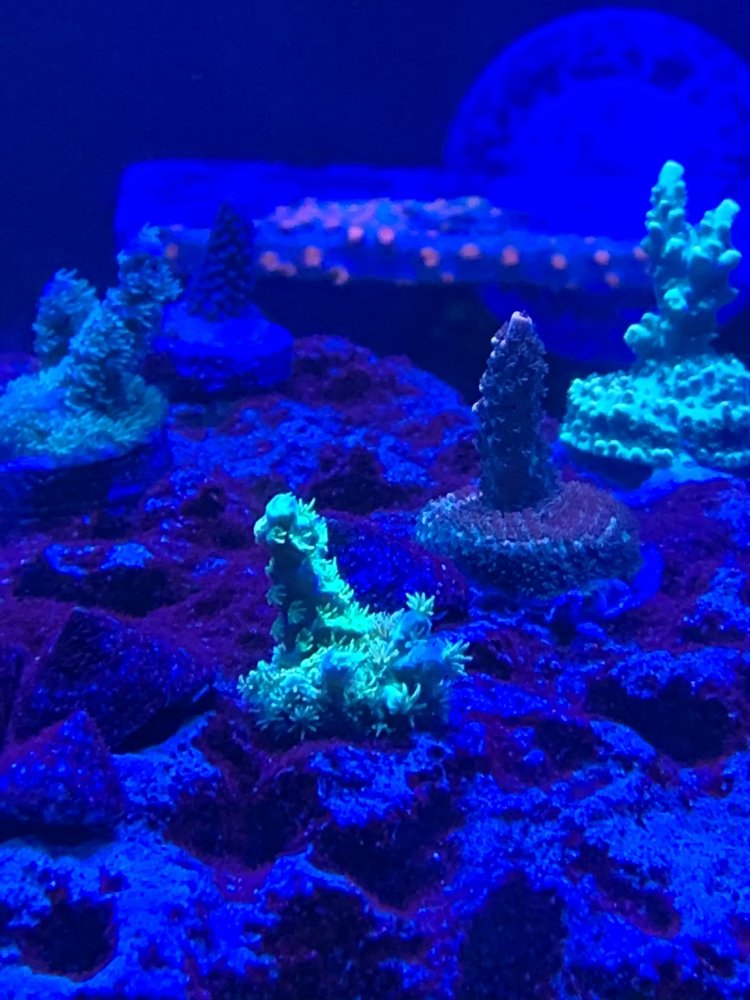 C6172545-B461-4085-A1AF-C4A0F5BD8D8B.jpeg