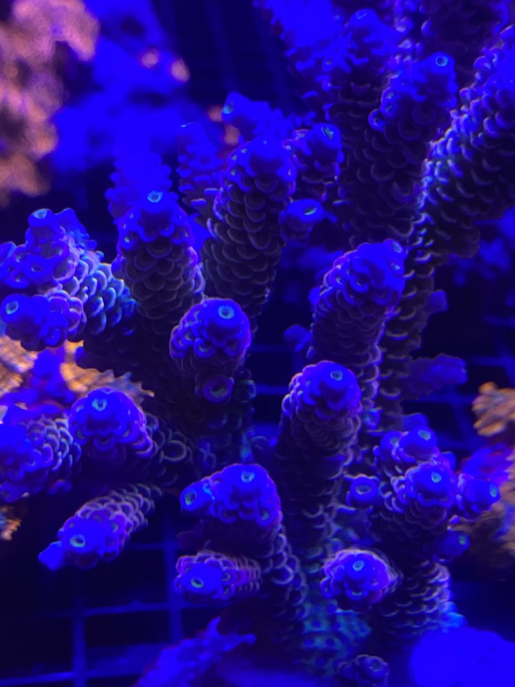 CA549A5F-0E95-478B-844E-85E25847CEB4.jpeg