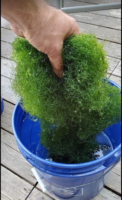 chaeto.JPG
