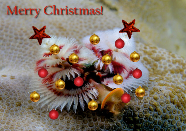 christmastree.jpg