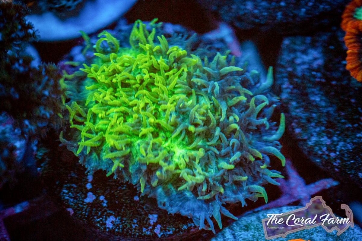 Coral Farm MA 021521-116.jpg
