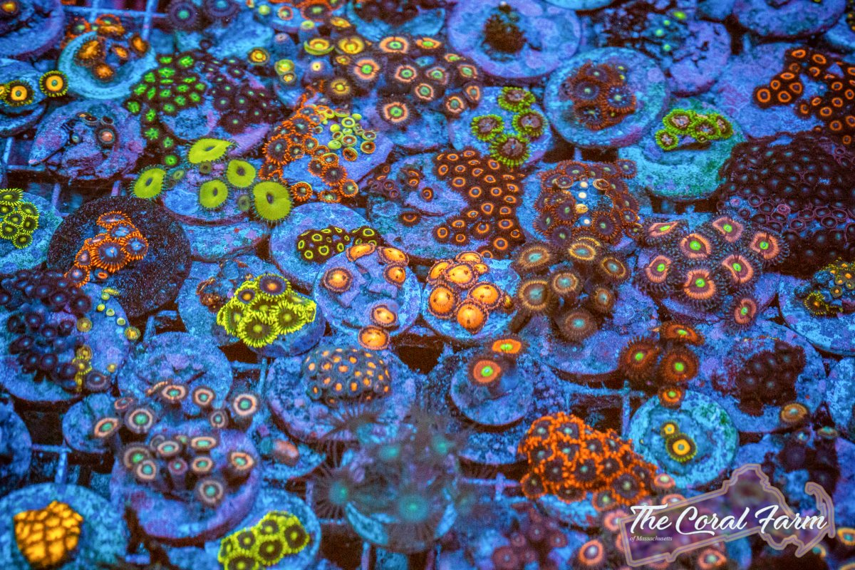 Coral Farm MA 021521-118.jpg