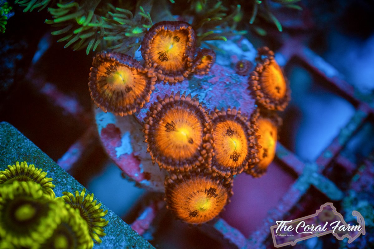 Coral Farm MA 021521-2.jpg