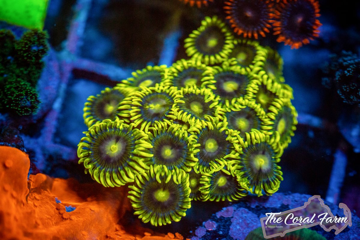 Coral Farm MA 021521-55.jpg