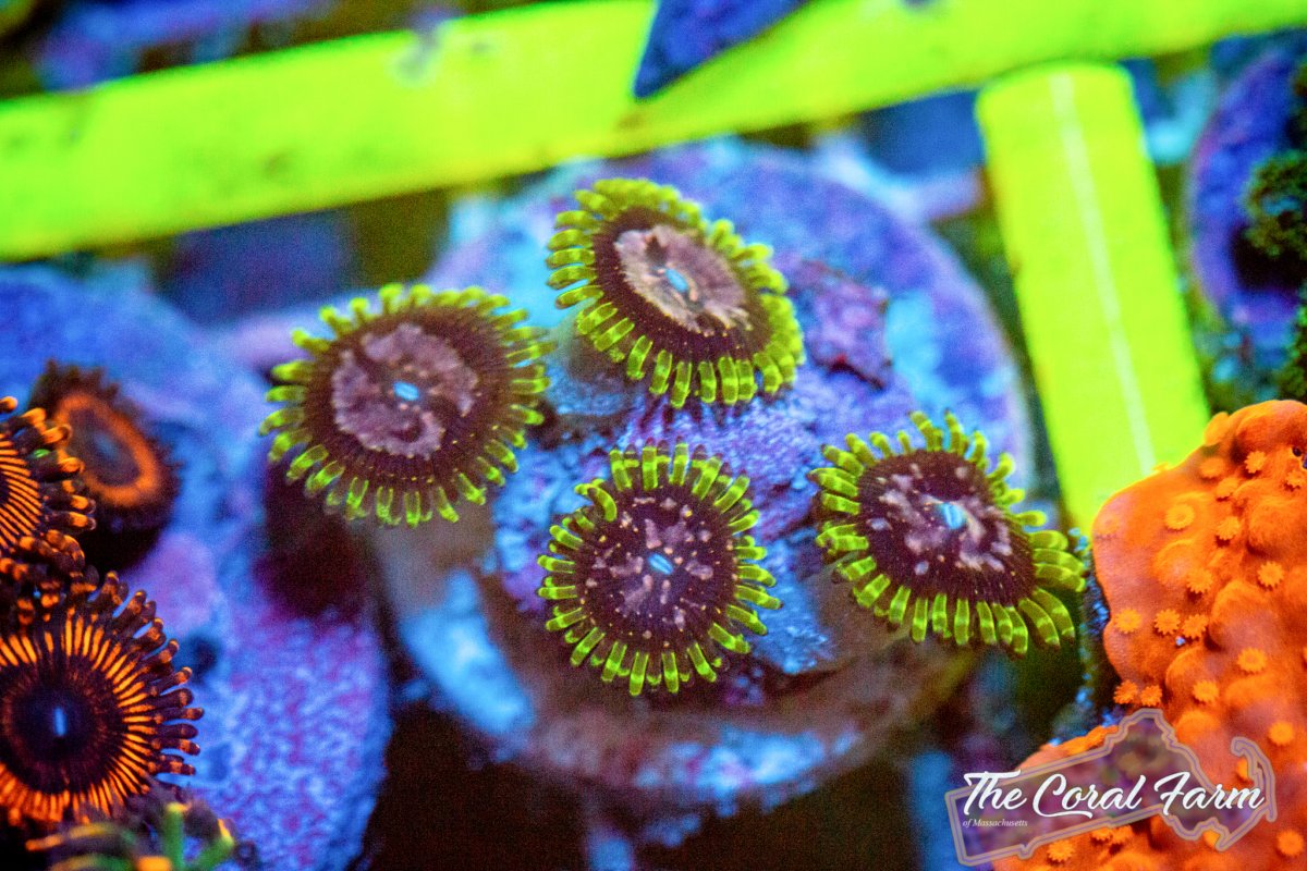 Coral Farm MA 021521-80.jpg