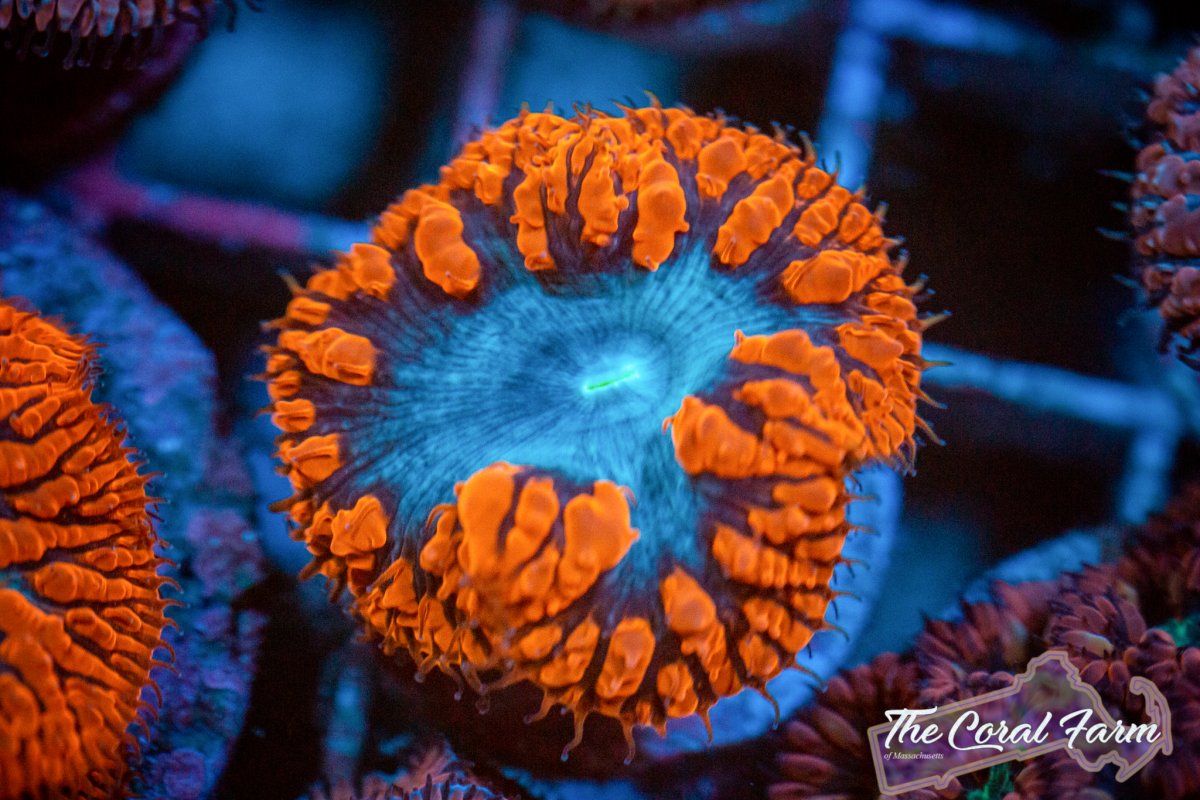 Coral Farm MA 021521-97.jpg