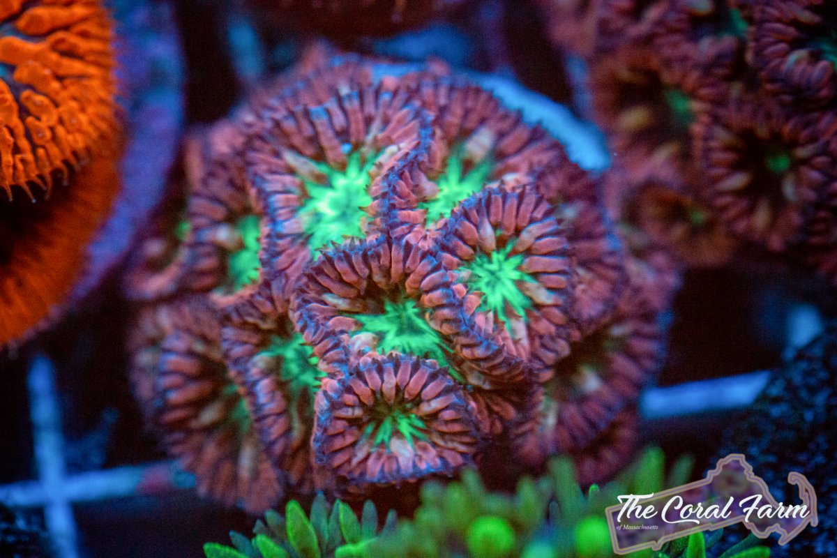 Coral Farm MA 021521-99.jpg