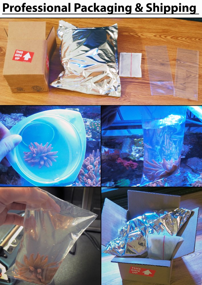 Coral Shipping .jpg