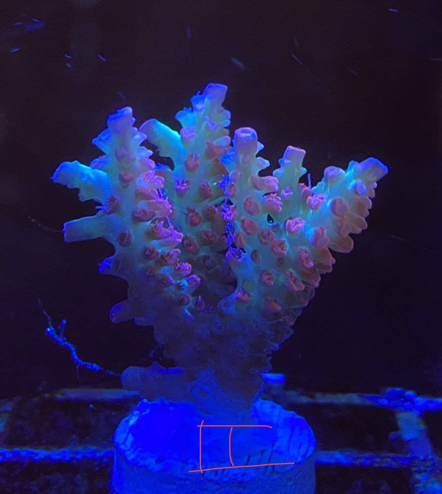 D838FF88-1102-4324-8BC8-1B59099085AE.jpeg