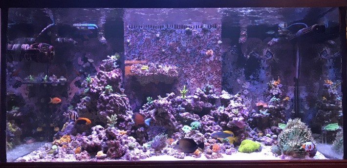 Daves-Reef_full_tank.jpg