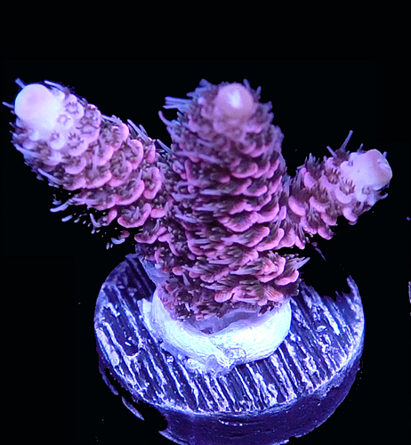 Day Glo 1 Thumb.jpg