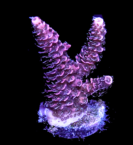 Day Glo 2 Thumba.jpg