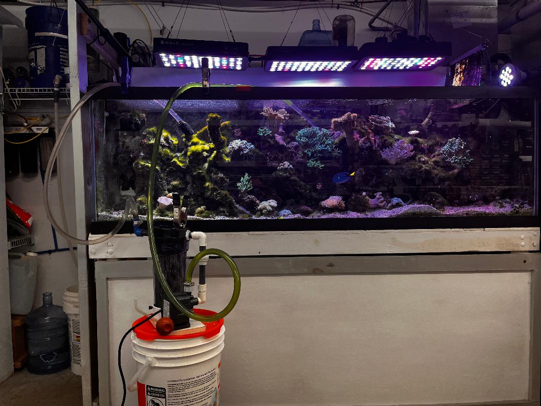 Diatom on tank.jpg