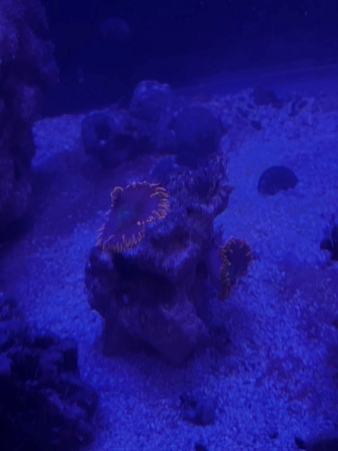 double nem.jpg