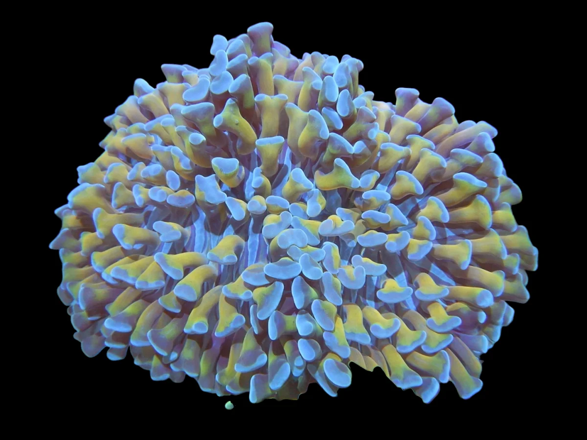 DSCN2549.webp