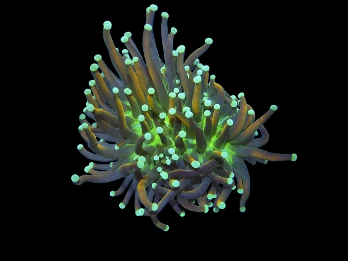 DSCN2570.webp