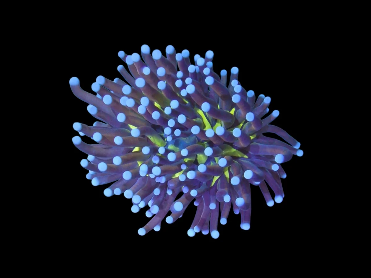DSCN2575.webp