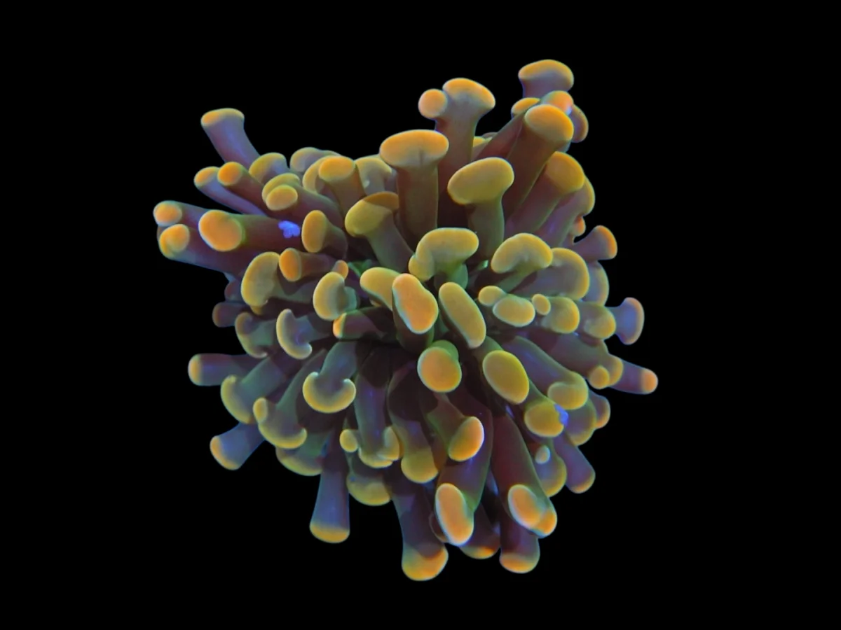 DSCN2579.webp