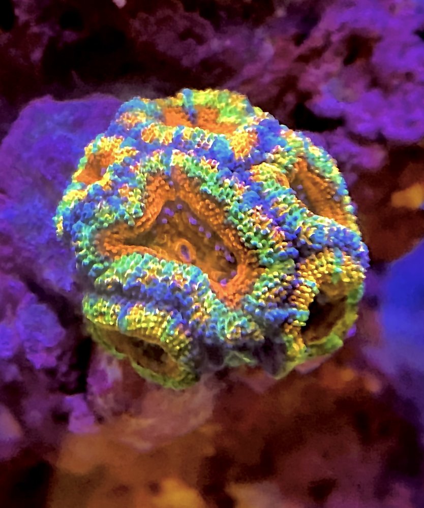 E4A690CE-7CEB-4B9F-972D-958AE0F06E4D.jpeg