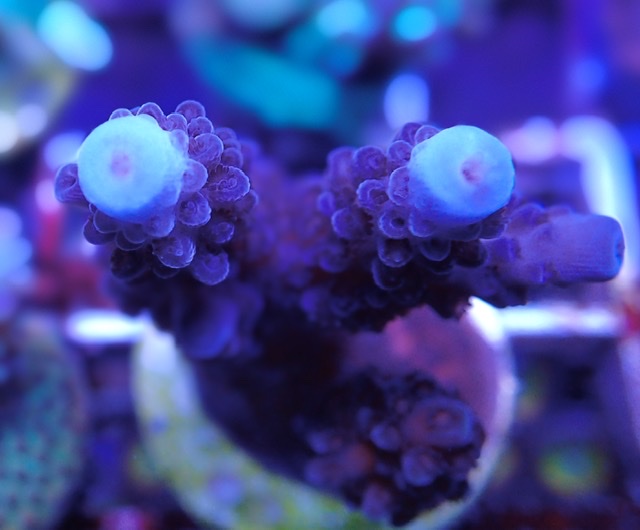 E4F1A086-2A70-48D2-B172-E1B6B6FD0AF0.jpeg