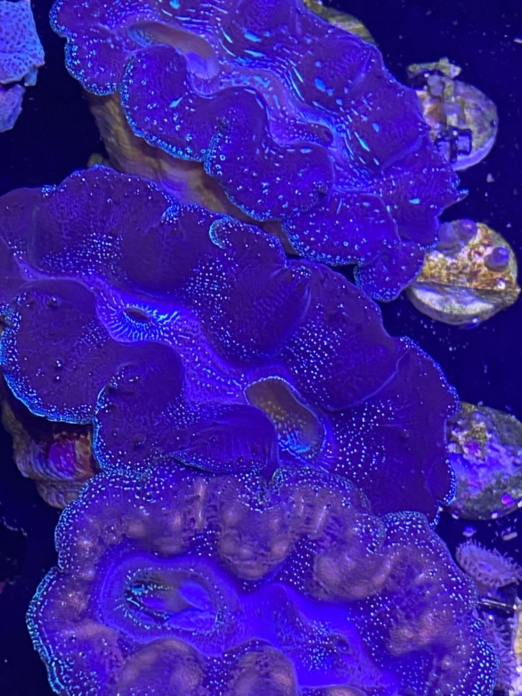 E87C5533-8946-4D2C-807A-EF0BCED07C8D.jpeg
