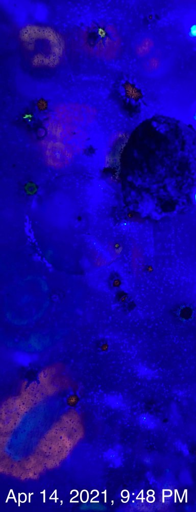 EBB1145B-95A5-4132-BB26-B881ADEED54D.jpeg