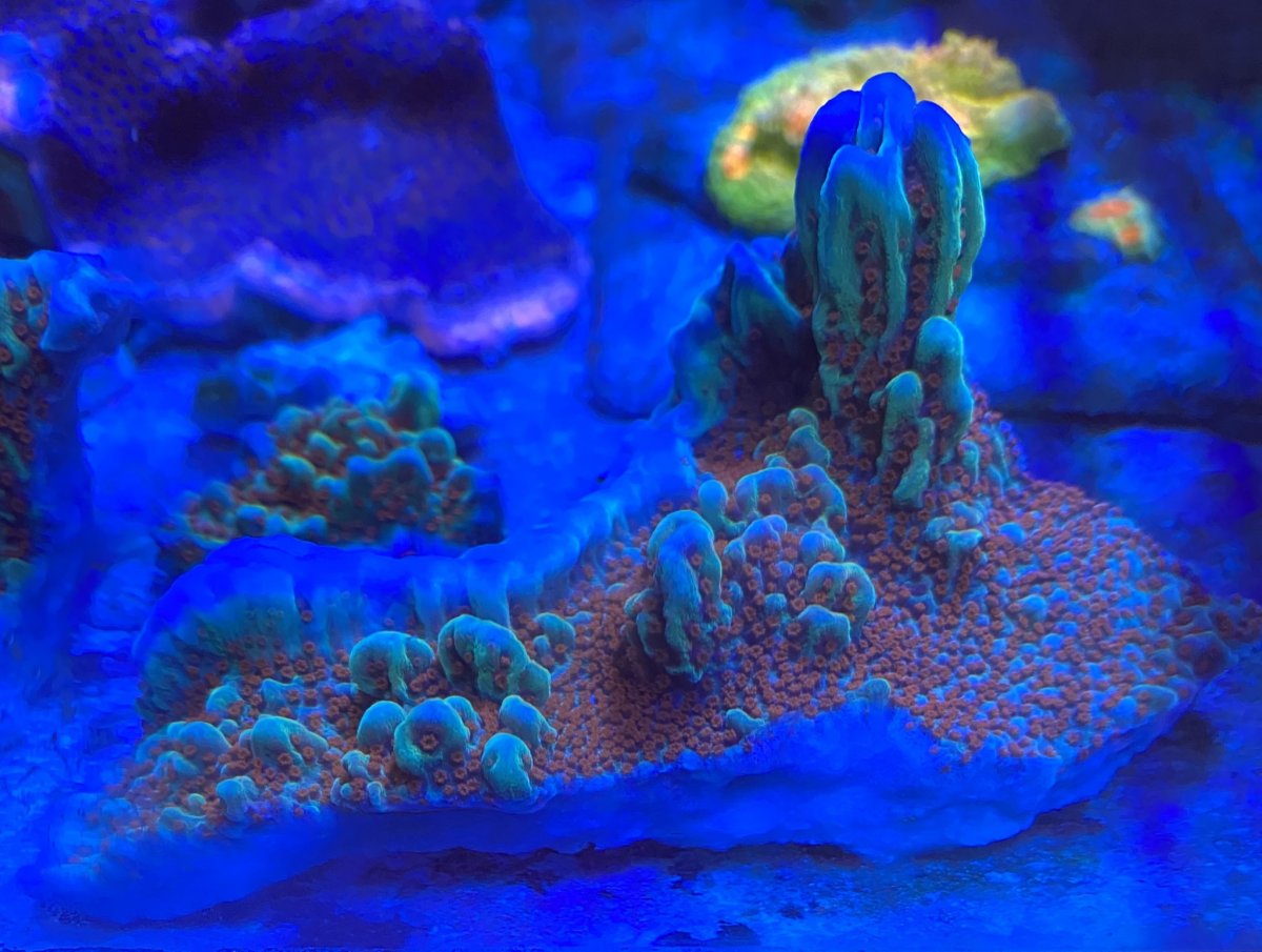F026FD67-FF2B-463F-BBD7-9606ED6322B1.jpeg