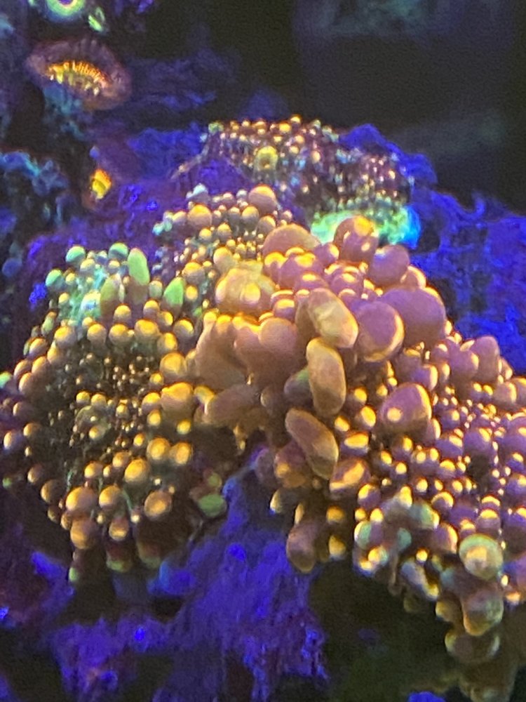 F7233085-9577-410F-B1F4-7DCB395FC0AA.jpeg