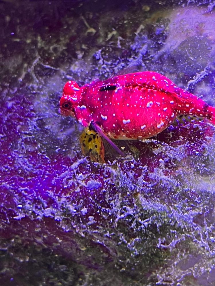 Fat Ruby Red.jpg