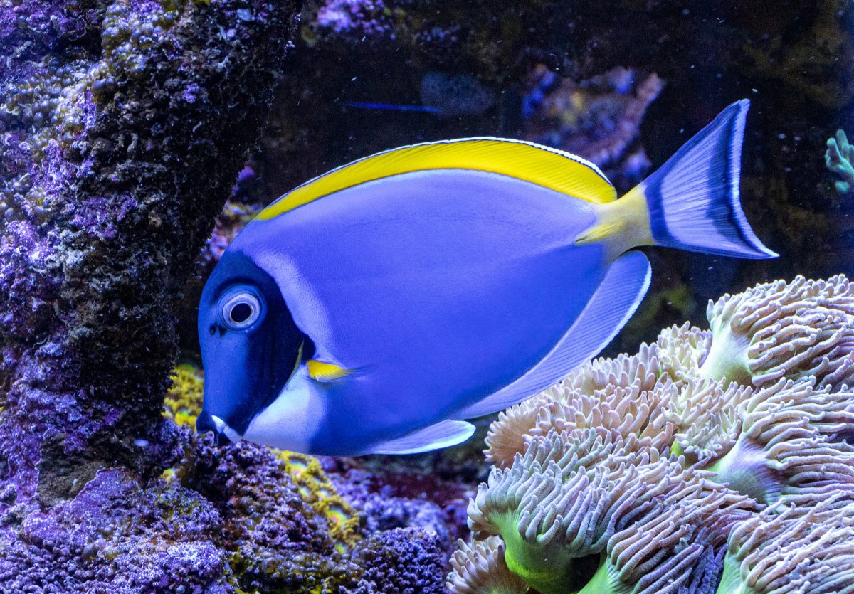 fish-1851.jpg