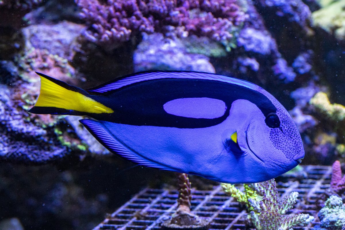 fish-1860.jpg