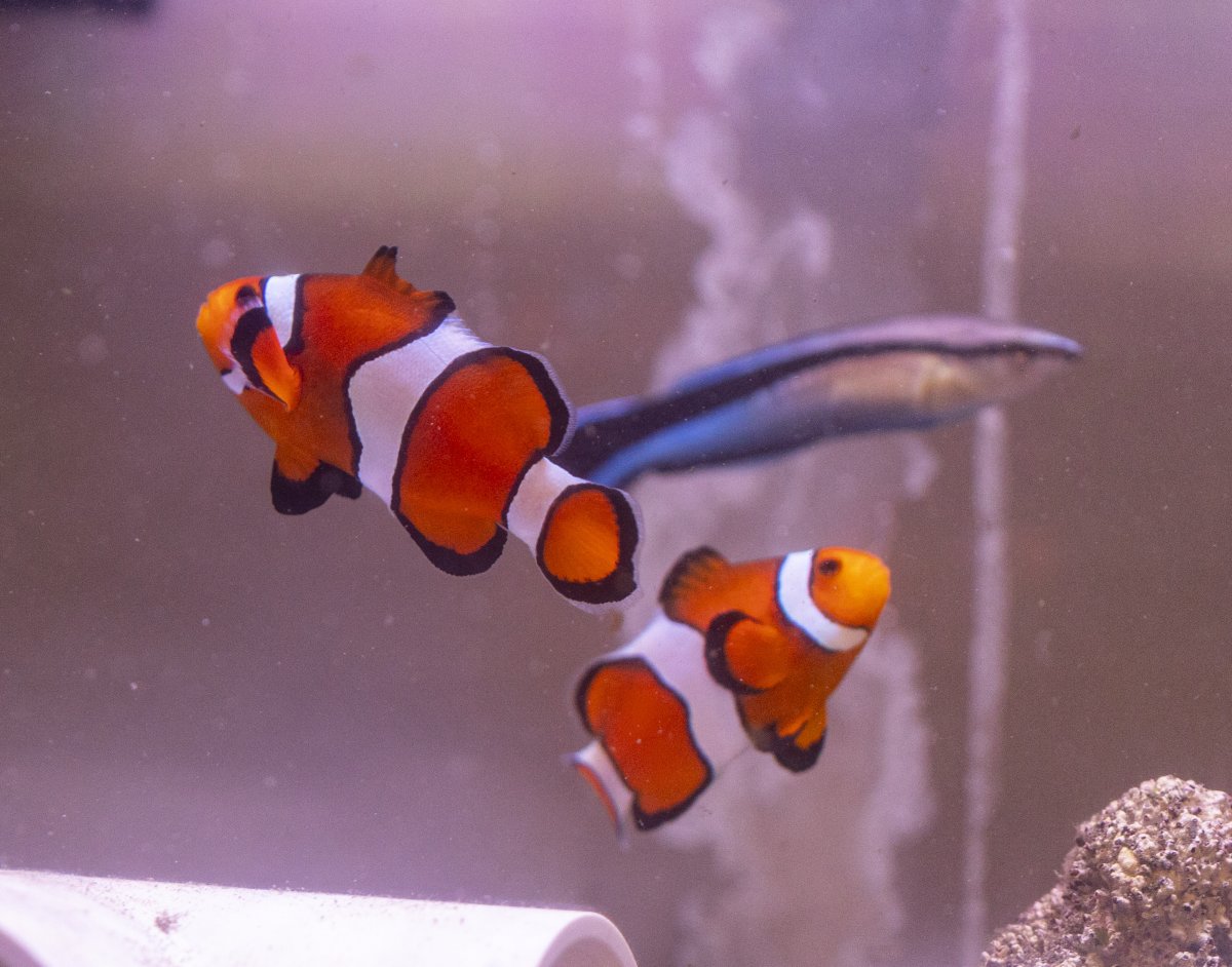fish-1862.jpg