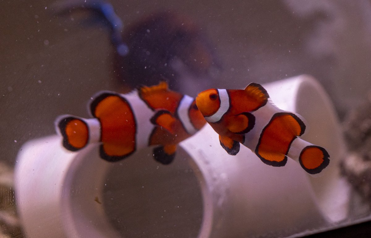 fish-1867.jpg