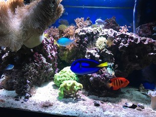 fish 2019.jpg
