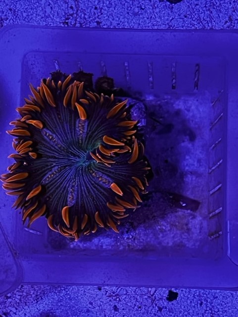 Flower Nem.jpg