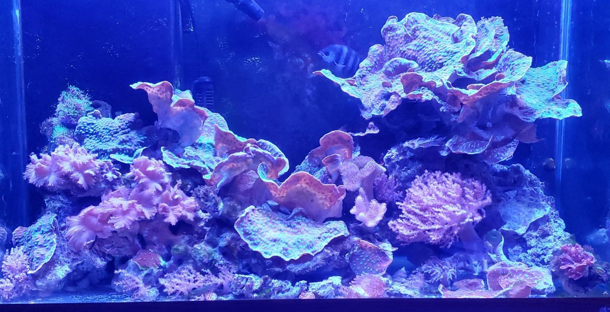 Full55.002.jpg