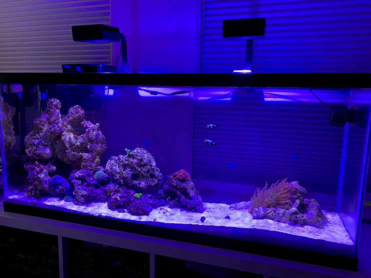fullreef092019.jpg