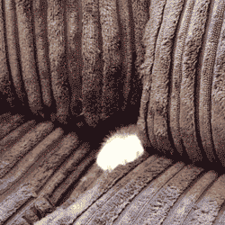 giphy (1).gif