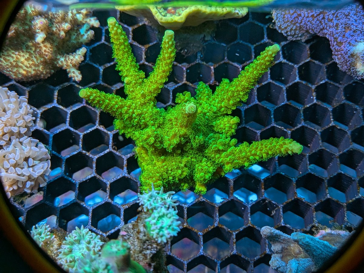 Green slimer.jpg