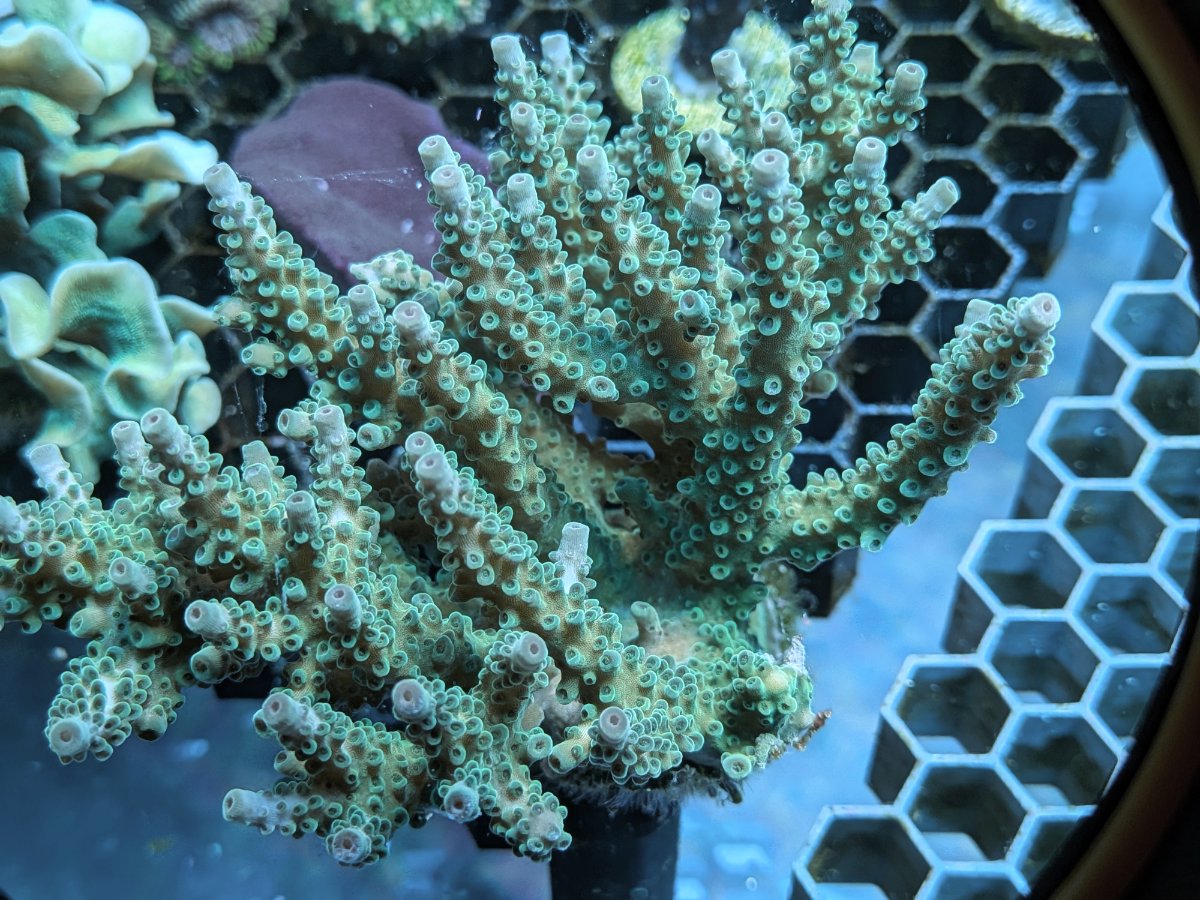 GreenWhiteAcro.jpg