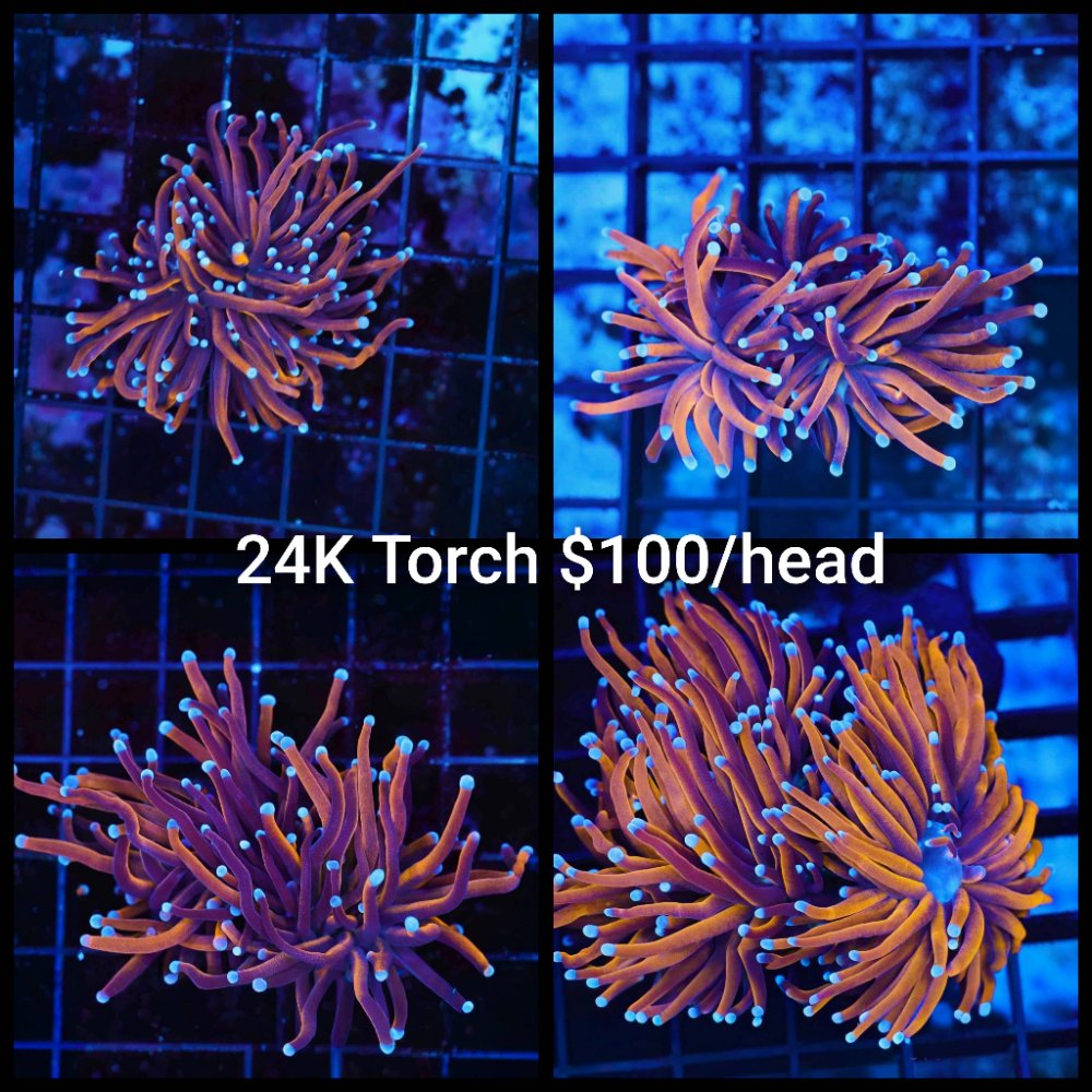 GridArt_20260203_212859337.jpg