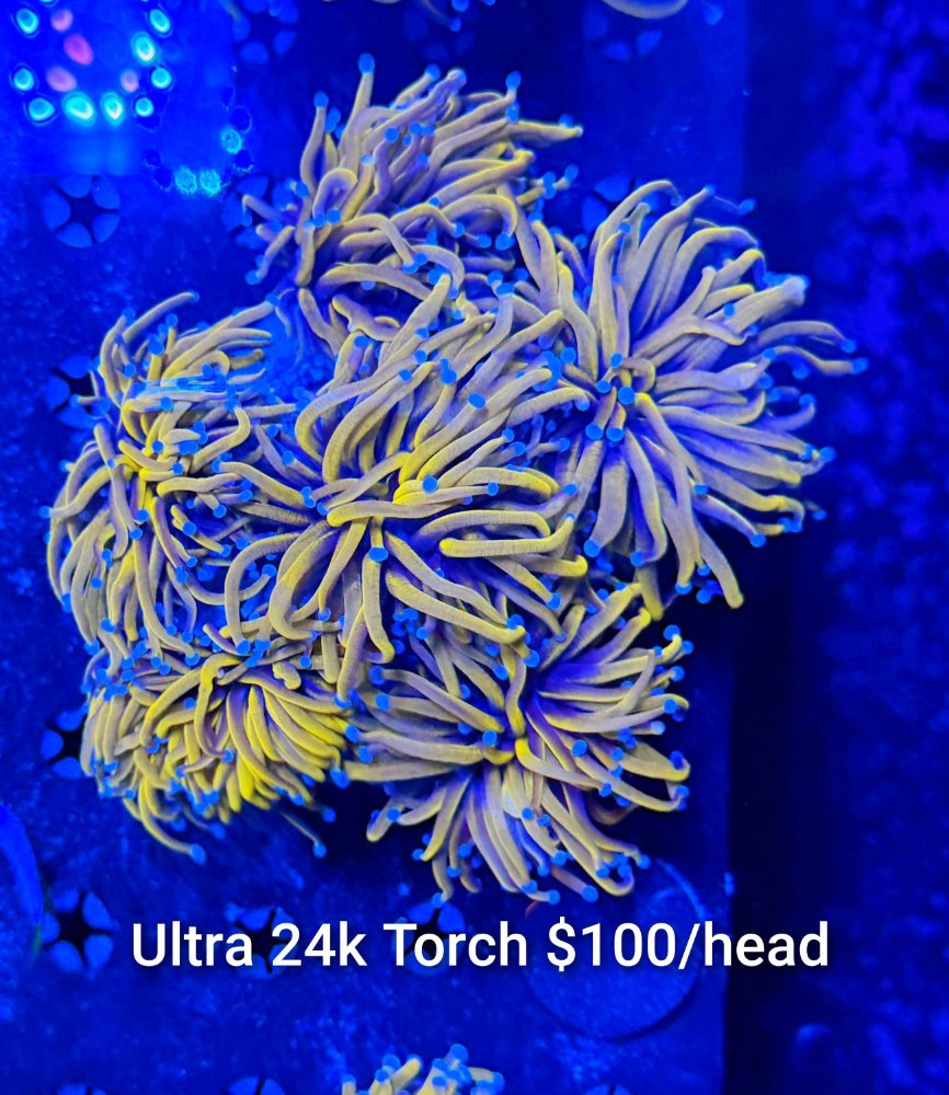 GridArt_20260630_220106175.jpg