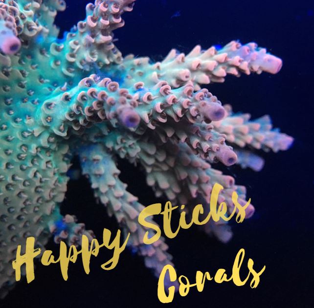 HappySticksCoral.JPG